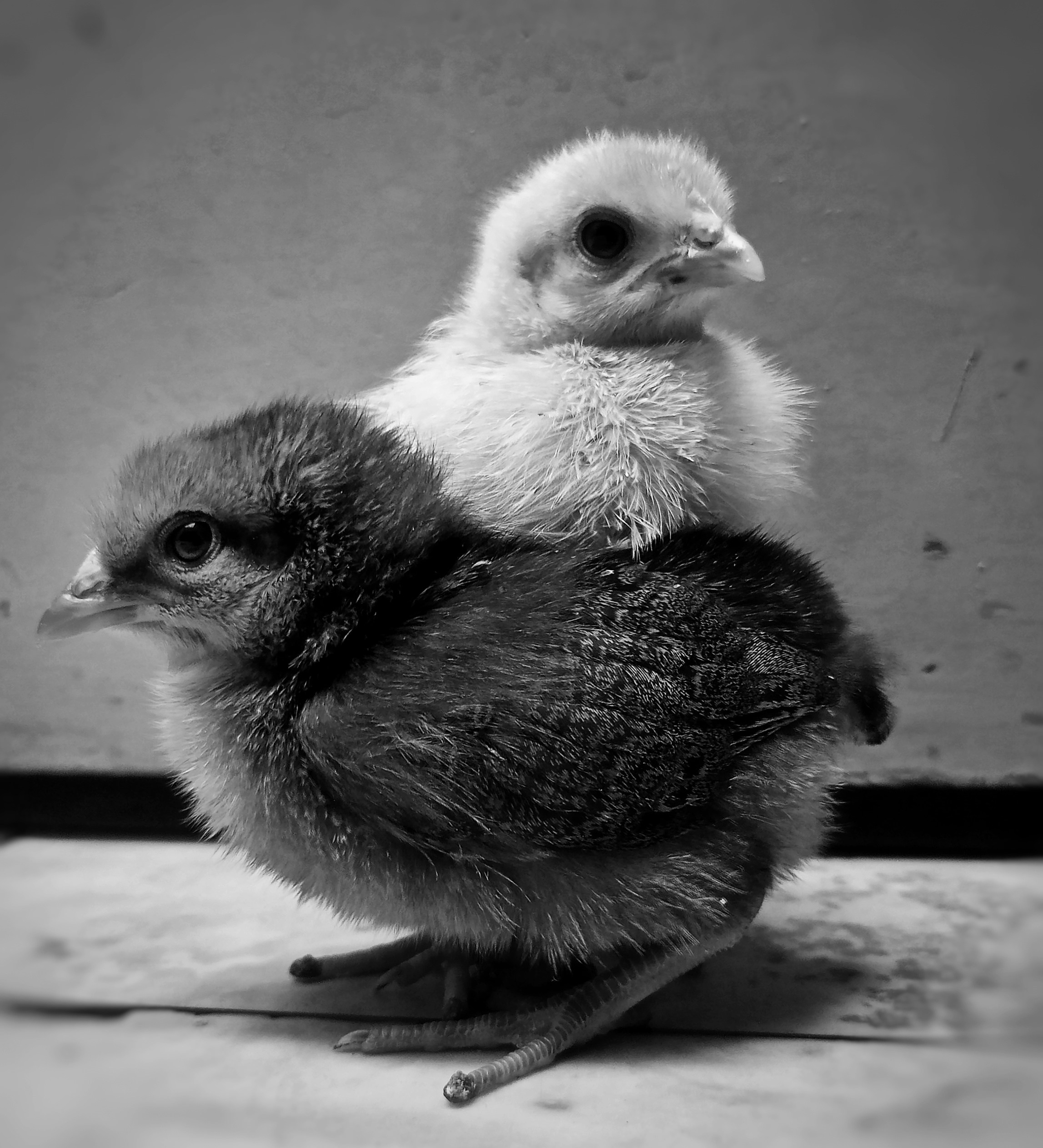 Poussins