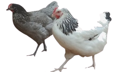 Poules pondeuses toutes races