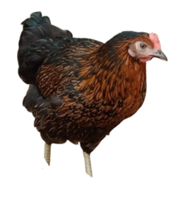 Poules pondeuses toutes races