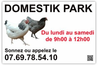 Poules pondeuses toutes races