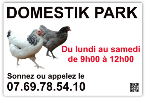 Poules pondeuses toutes races