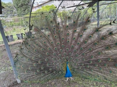 RARE OPPORTUNITÉ – Volière professionnelle 250 m² – Arceaux Richel – ferme pédagogique / parc animalier/ élevage avicole