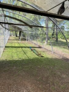 RARE OPPORTUNITÉ – Volière professionnelle 250 m² – Arceaux Richel – ferme pédagogique / parc animalier/ élevage avicole