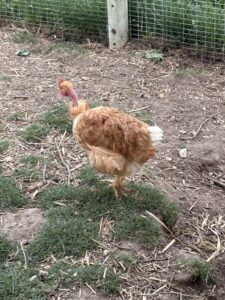 Poules et Coq