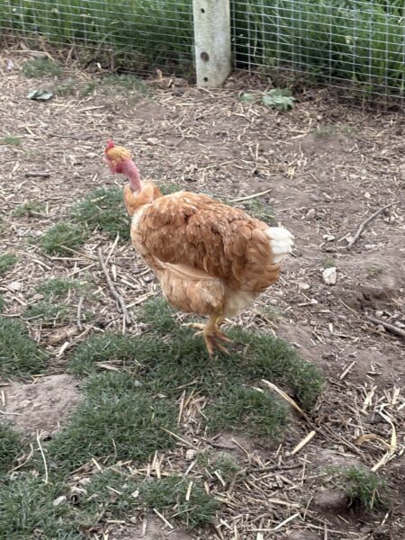 Poules et Coq