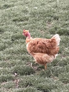 Poules et Coq