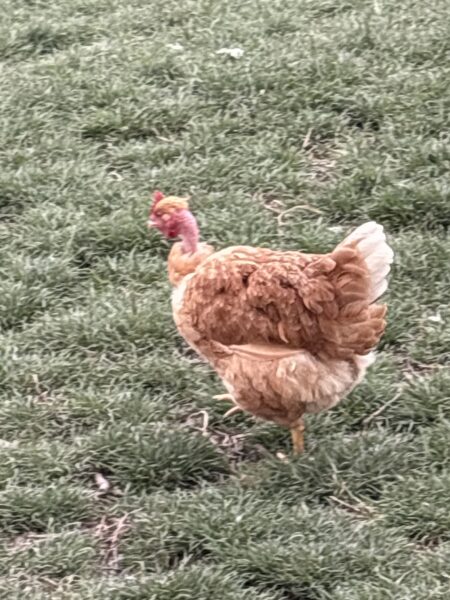 Poules et Coq
