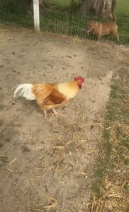 Poules et Coq