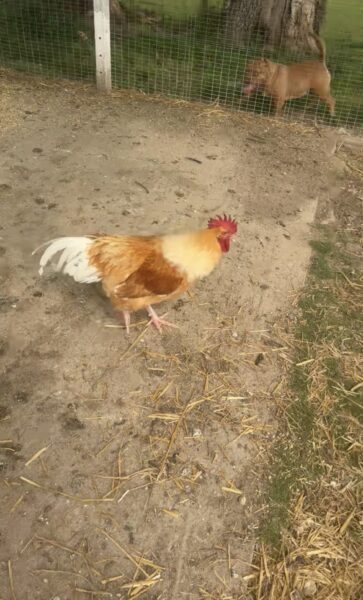Poules et Coq