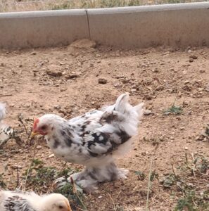 Jeune coq