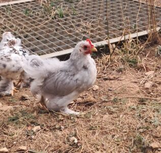 Jeune coq