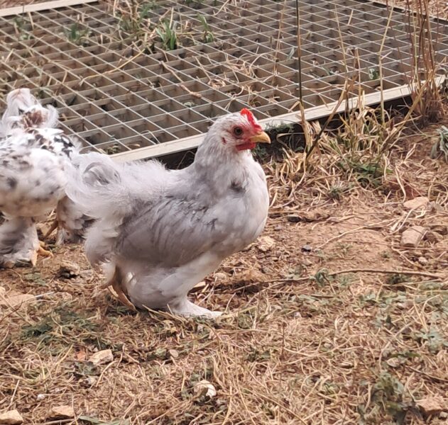 Jeune coq