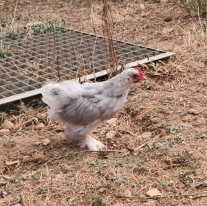 Jeune coq