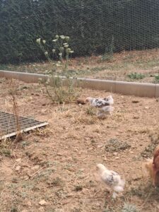 Jeune coq