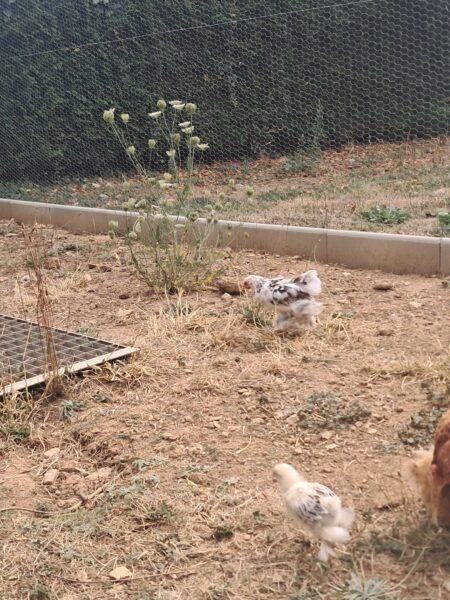 Jeune coq