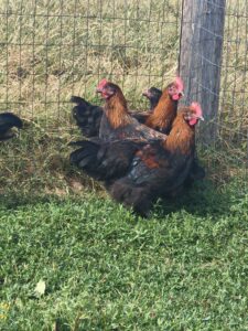 Coqs Marans