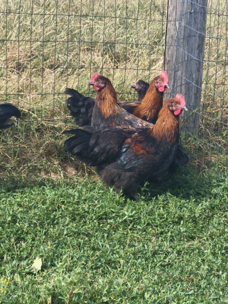 Coqs Marans