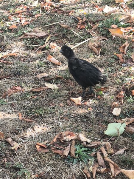 POULES ET COQS ORNEMENTS