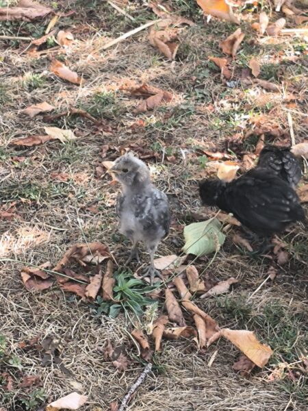 POULES ET COQS ORNEMENTS