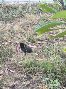 POULES ET COQS ORNEMENTS