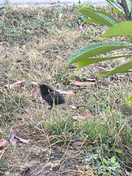 POULES ET COQS ORNEMENTS