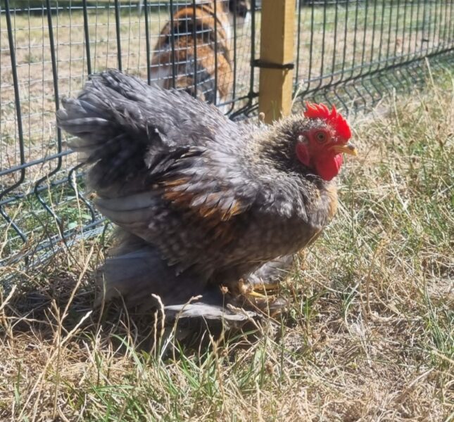 Jeune coq Pékin de pure race