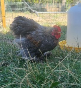 Jeune coq Pékin de pure race