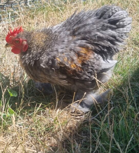 Jeune coq Pékin de pure race